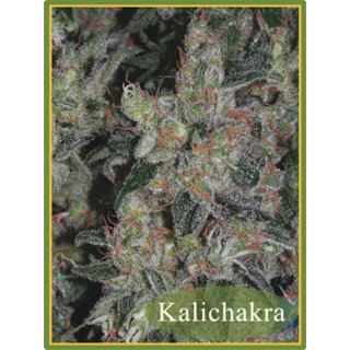 Kalichakra 10 u. reg. Mandala Seeds