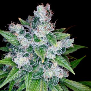 Kandy Kush  5 u. fem. DNA Genetics