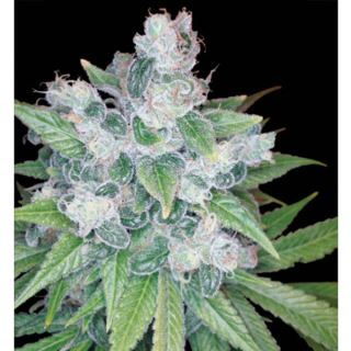 KKP6 - Kandy Kush  6 u. reg. Reserva Privada - DNA Genetics