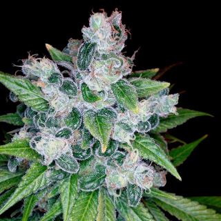 KKR3 - Kandy Kush 13 u. reg. Reserva Privada - DNA Genetics