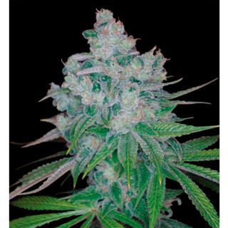 KKR6 - Kandy Kush x Skunk  6 u. reg. DNA Genetics NO DISPONIBLE