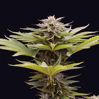 26335 - Karamelua Bilbo  5 u. fem. Genehtik