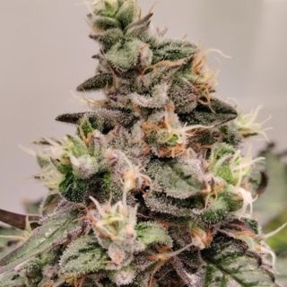 26254 - Kashmir   5 u. Regular Ace Seeds