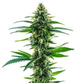 25495 - Khalifa Kush 3 u. fem. Blimburn Seeds