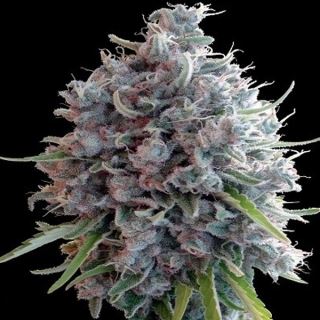 15312 - Killer A5 Haze  1 u. fem. Ace Seeds