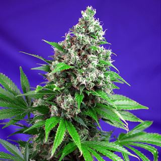 Killer Kush Fast Version 3+1 u. fem. Sweet Seeds