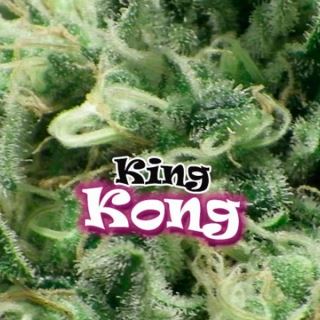 King Kong  2 u. fem. Dr Underground