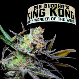 5963 - King Kong 10 u. fem. Big Buddha Seeds