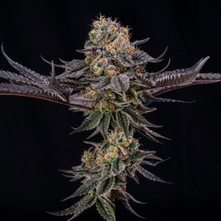 27151 - King of Kings 10 ud Silent Seeds x Julian Marley