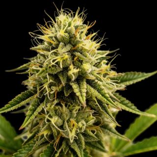 27163 - Kinky Pam 3 u. fem Gratefull Seeds