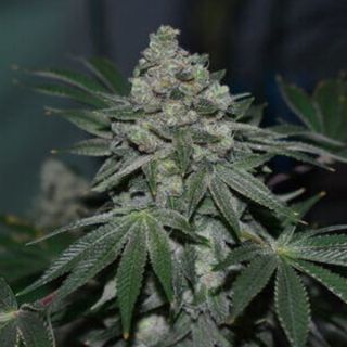 26554 - Klementine  3 u. fem R-Kiem Seeds
