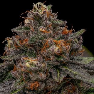 20539 - Korenji 1 u. fem. Ripper Seeds