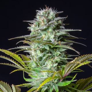 14172 - Kosher Cake Auto  1 u. fem. FastBuds Seeds