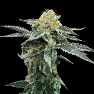 25801 - Kosher Cookies  3 u. fem. DNA Genetics