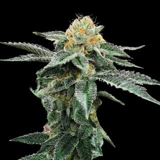 21298 - Kosher Cookies  5 u. fem. DNA Genetics