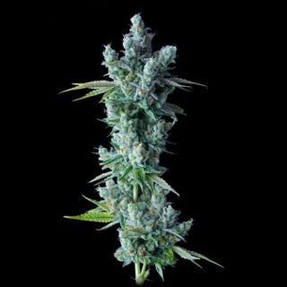 25802 - Kosher Dawg  3 u. fem. DNA Genetics