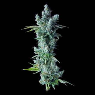 21300 - Kosher Dawg  5 u. fem. DNA Genetics