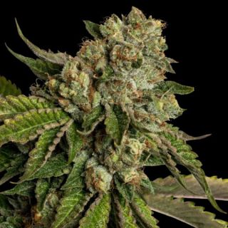 25803 - Kosher Kush  3 u. fem. DNA Genetics