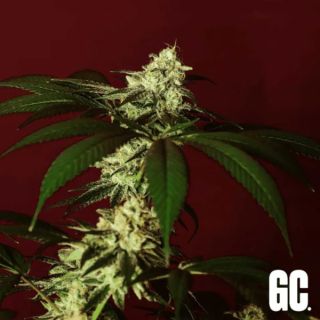 26370 - Kosher Kush BX 6 u. fem  Grand Cru Genetics