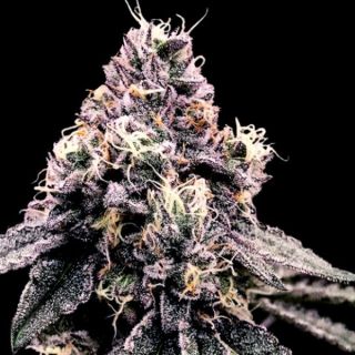 25804 - Kosher Pie  3 u. fem. DNA Genetics