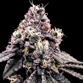 21304 - Kosher Pie  5 u. fem. DNA Genetics