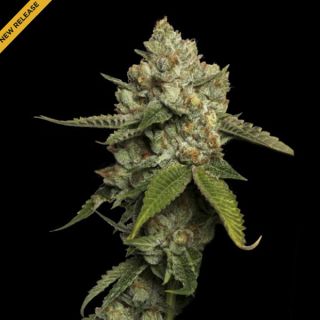 25805 - Kosher Prophets  3 u. fem. DNA Genetics