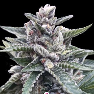 25806 - Kosher Sorbet  3 u. fem. DNA Genetics