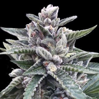 21306 - Kosher Sorbet  5 u. fem. DNA Genetics