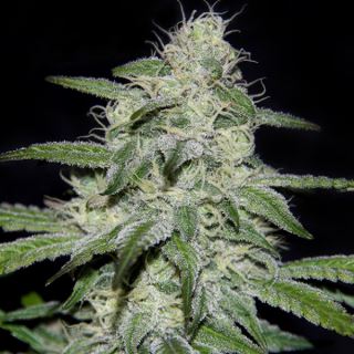 6407 - Kritikal Bilbo CBD 5 u. fem. Genehtik