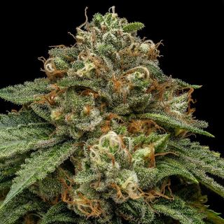 20542 - Kroma 1 u. fem. Ripper Seeds