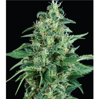 Kryptonite  1 u. blister x  12 u. fem. Pyramid Seeds