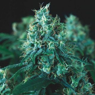 Kryptonite Fast  5 u. fem. Pyramid Seeds