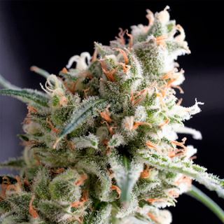 8830 - Kukulkan  1 u. Blister x 12 u. fem. Pyramid Seeds