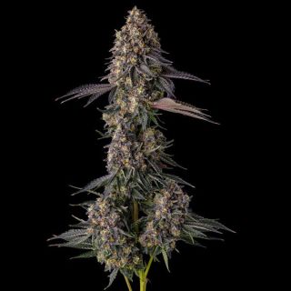 27207 - Kumamotoz : Pearlz (Zkittlez Georgia Pie) x Pave   - 3 u. Fem Compound Genetics