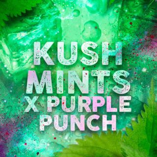 21217 - Kush Mints  5 u. fem. Tramuntana Seeds