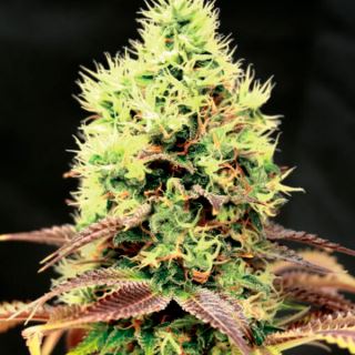 Kush N Cookies CBD  1 u. fem. Garden of Green Seeds