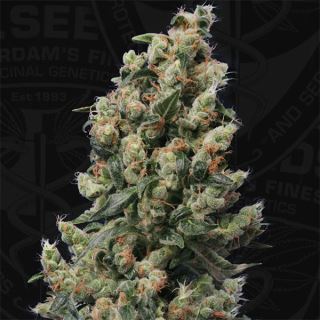 K5FT - Kushage  5 u. fem. T.H. Seeds