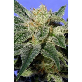 KK5 - Kushage  5 u. reg. T.H. Seeds