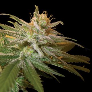 25807 - Kushberry  3 u. fem. DNA Genetics