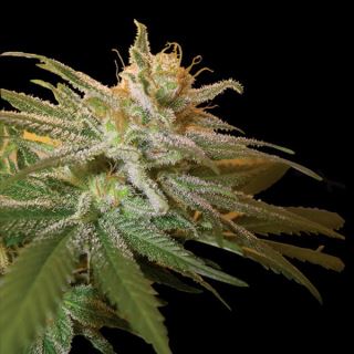 Kushberry  5 u. fem. DNA Genetics