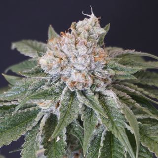 18464 - Kushi Melon 6 u. fem Karma Genetics