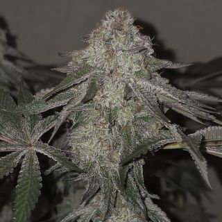 27251 - Kushido  3 u. fem - Yuzuza Line- Pure Instinto