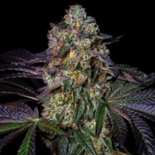 25379 - Kushmallow 3 u. fem Pure Instinto