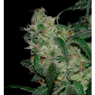 LAC6 - LA Cannalope Cannadential  6 u. reg. DNA Genetics