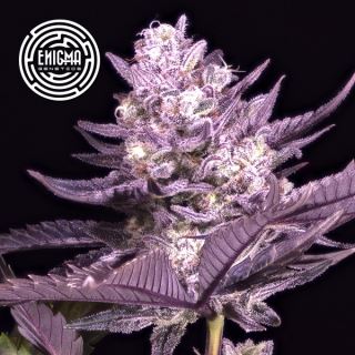 24643 - LA Kush Cake 3 u. fem Enigma Genetics