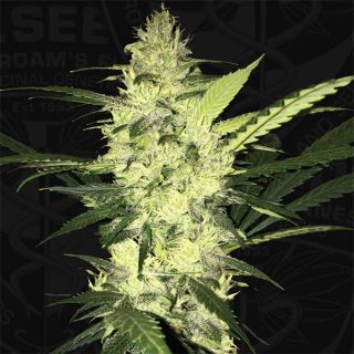 6239 - LA S.A.G.E.  2 u. fem. T.H. Seeds