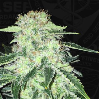 LA S.A.G.E. CBD  2 u. fem. T.H. Seeds