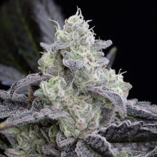 15636 - L.A. Vanilla Cake  3 ud Silent Seeds