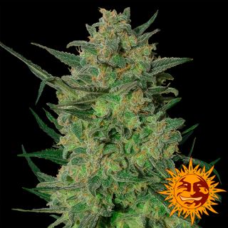 6199 - LSD  3 u. fem. Barney's