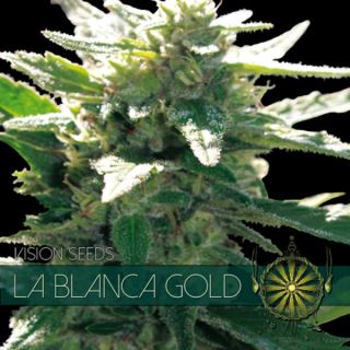 La Blanca Gold 3 u. fem. Vision Seeds